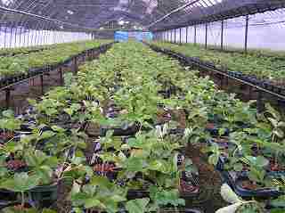 画像: 植えて１週間後