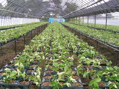 画像: 植えて２～３日後